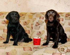 ��������  ����� � ������ � ���������� ���������