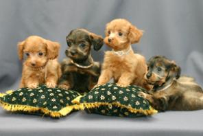 ������������� ������� ����� �� �������