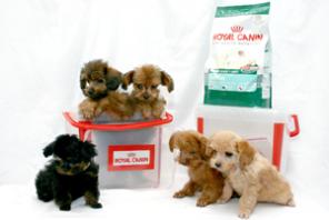 ������������� ������� ����� �� �������