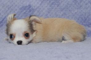 Длинношерстный мальчик чихуахуа