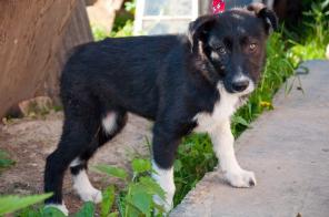 В дар! Малыши-щенята- чудные ребята!