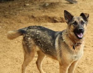 � ��� ������� ����������� ������ ������-���������� ����� ���