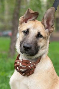 В добрые руки отличный щенок Джек!