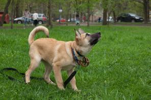 В добрые руки отличный щенок Джек!