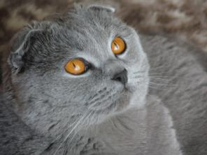 Профессиональная передержка кошек в домашних условиях!