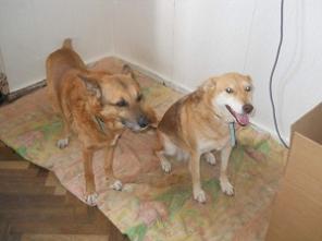 ����� � ������� ���� �������