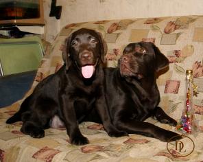 Лабрадор щенки - принцессы со сказочным характеро