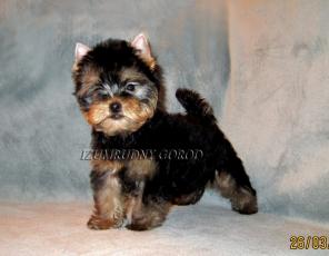 Йоркширский терьер щенки
