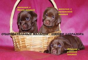 Шоколадные щенки лабрадора