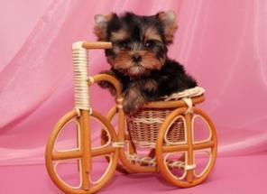 Йоркширский терьер