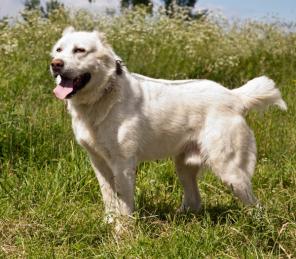 ������, ����� ��������� ������ � ��� (1,5 ����)