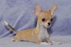 �������������� ������� ��������