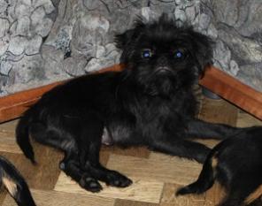 ���������� ���������. ����� ���� ��������