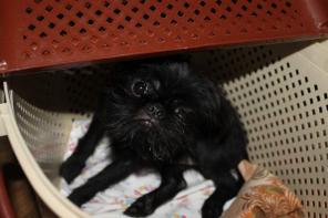 ���������� ���������. ����� ���� ��������