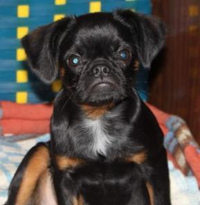 Супер щеночки Гриффончиков