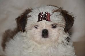 ��������� ����� ��-���, ��������� ������, ���������� � ��� �������, ������������, ��� � �������� ��������� ���