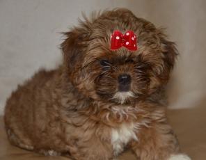 ��������� ����� ��-���, ��������� ������, ���������� � ��� �������, ������������, ��� � �������� ��������� ���