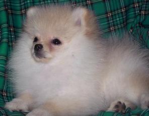 ����������� ���� ����