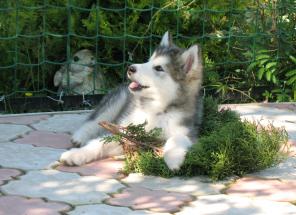 ����������� ������� �����