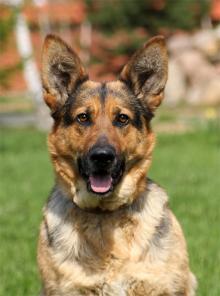 Герда - трехлетняя красавица НО ищет новый дом.