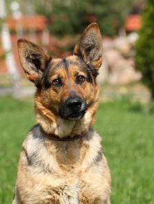 Герда - трехлетняя красавица НО ищет новый дом.