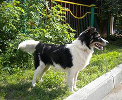 Метис колли в ответственные руки!