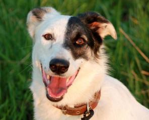 В дар! Ёлка -воспитанная молодая собака с хорошим характером