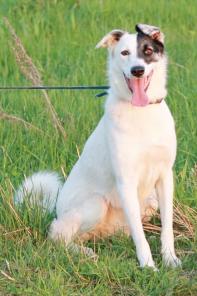 В дар! Ёлка -воспитанная молодая собака с хорошим характером