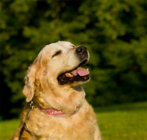 ������ - ���������� ��������, ����