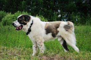 �����, ��������� ������� ������ ���� ���