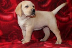 �������� ����� ��������� �� ��������������