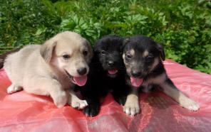 ����� � ���. 1 �����