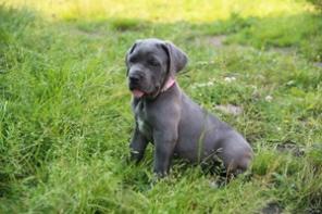 ����� ������������ ���� �����