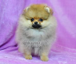 Шпиц померанский миниатюрный щенки