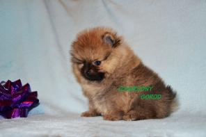 Шпиц померанский миниатюрный щенки
