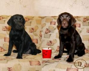 �������� ����� - �������� �������