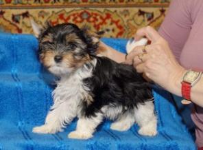 ����� �����-���� - ��������