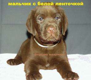 ���������� ����� ���������