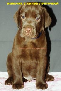 ���������� ����� ���������