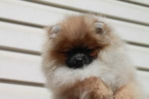 �������� ����� ���������