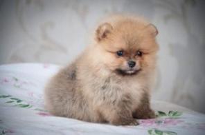 Померанский шпиц. Щенки