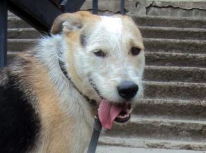 ���� - ���-��������� ���� ���.