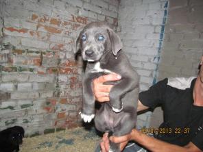 ����-������� ������� � �� ��������� ���� �������