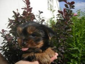 ����� �����������