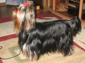 ����� �����������