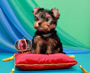 Щенки йоркширского терьера