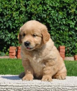 ����� ����������� ���������