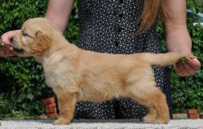 ����� ����������� ���������