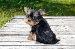 ����������� ������ �����