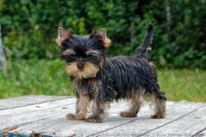 ����������� ������ �����